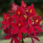 Epidendrum Red-Flowering Size